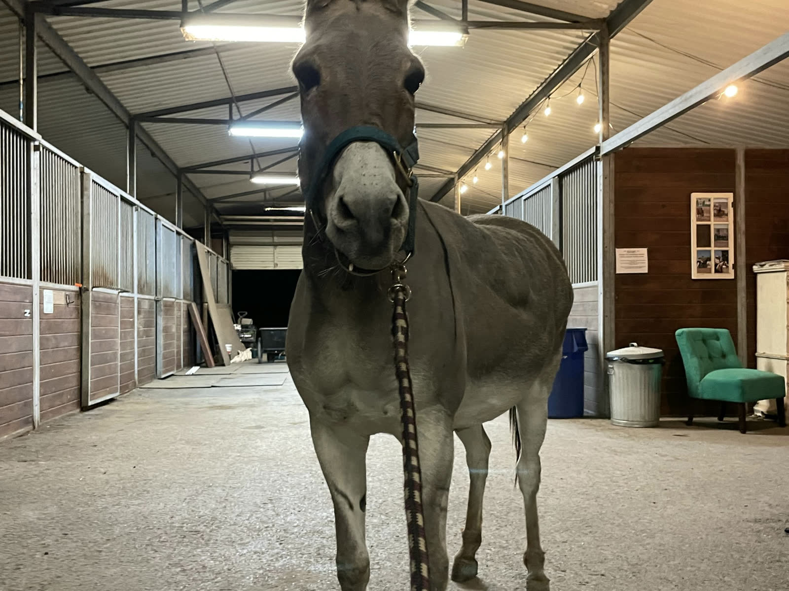 One of the horses in the barn aisle