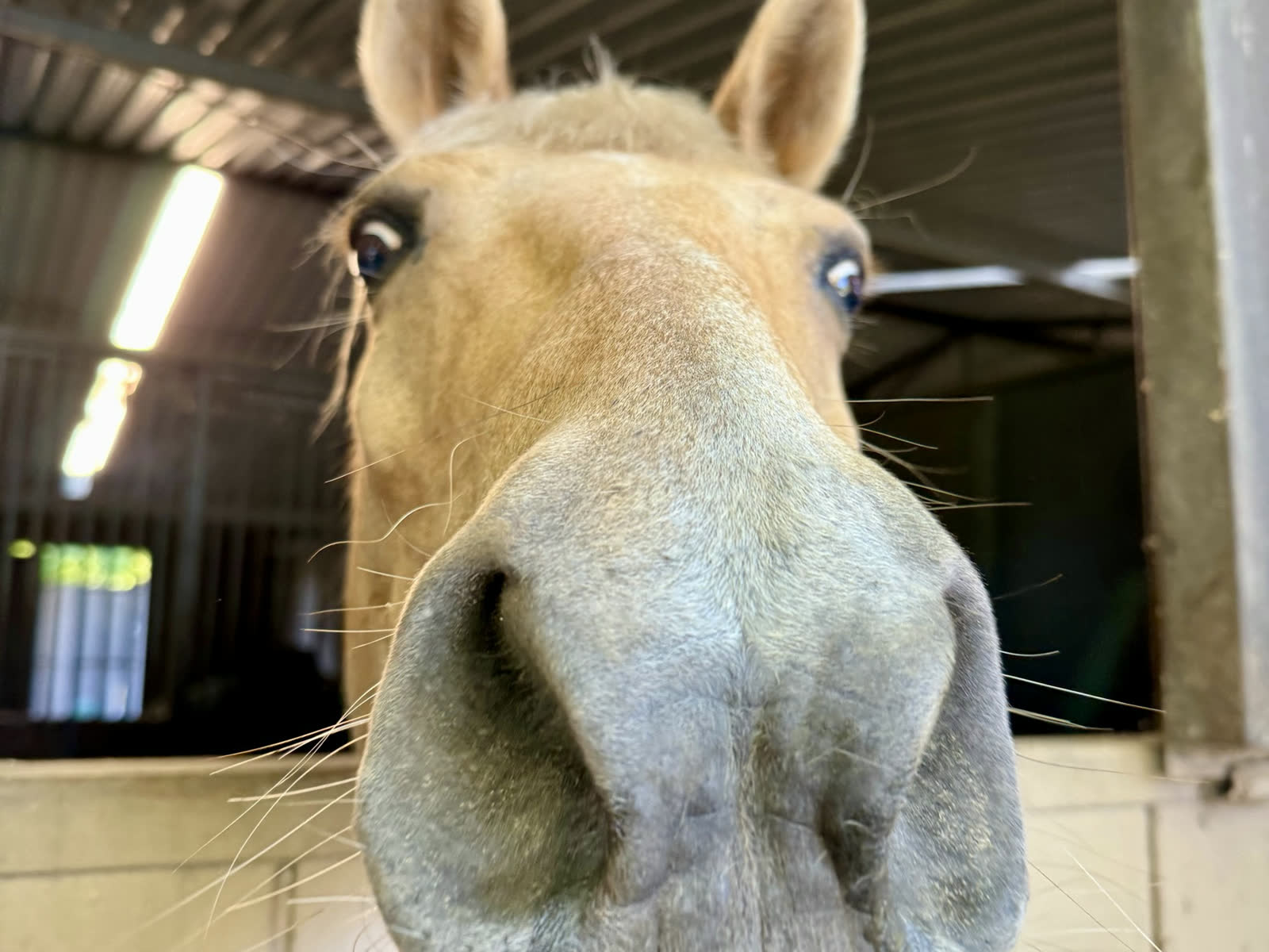 One of the horses