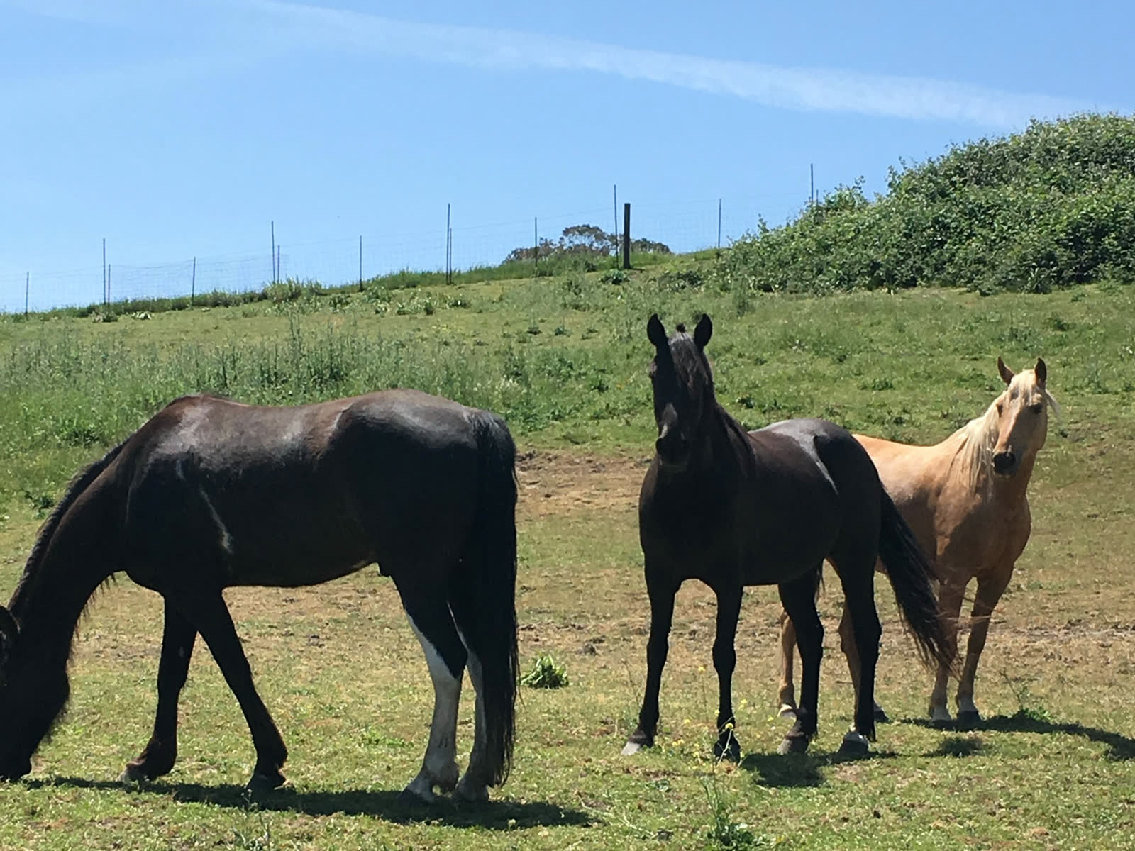 Horses in the paddock